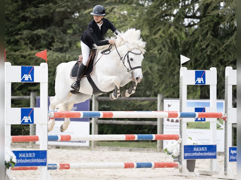 Classic Pony Mix Stallion 10 years 14,1 hh Grey in Montpellier