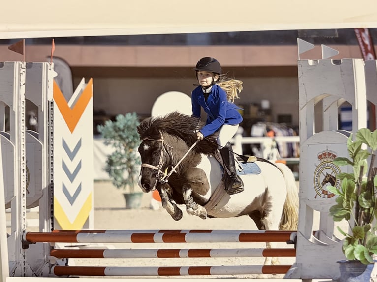 Classic Pony Stallion 12 years in Belga, La (Viella-Siero)