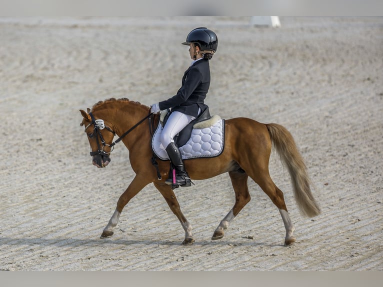 Classic Pony Stallion 17 years 10 hh Chestnut-Red in Almeria