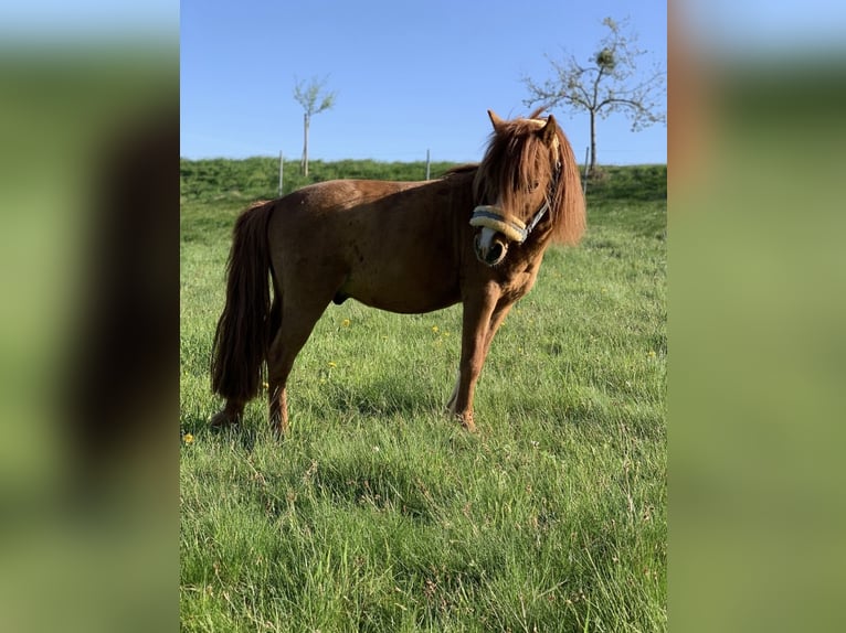 Classic Pony Stallion 17 years 9.2 hh  in Pirmasens