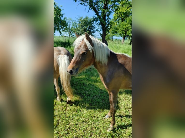 Classic Pony Stallion 1 year 10.2 hh  in Nessetal