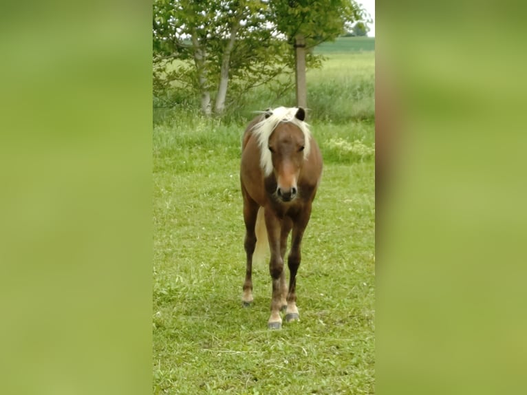 Classic Pony Stallion 1 year 10.2 hh  in Nessetal