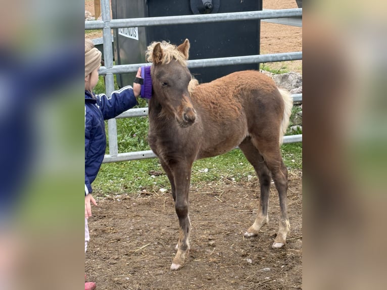 Classic Pony Stallion 1 year 11 hh Chestnut in Aitrang