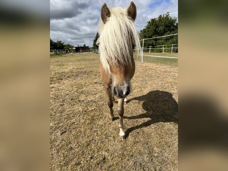 Classic Pony Stallion 1 year 9,1 hh Chestnut-Red in Wiesenburg