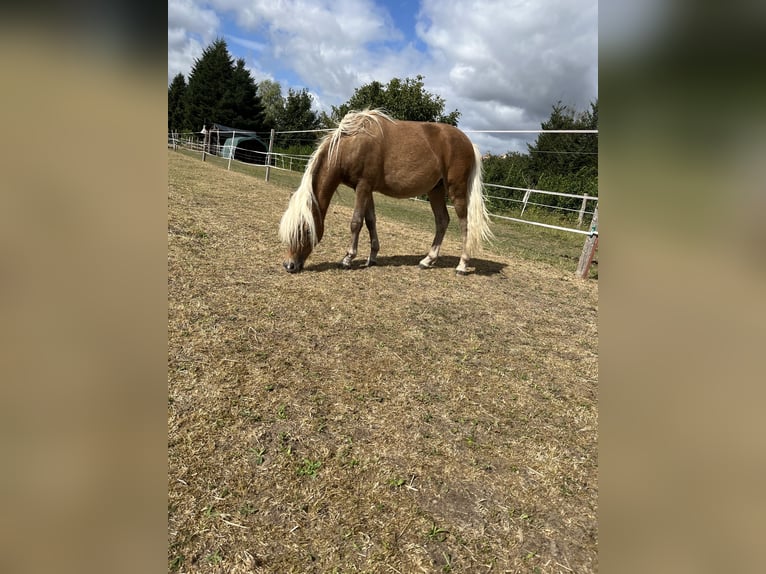 Classic Pony Stallion 1 year 9,1 hh Chestnut-Red in Wiesenburg