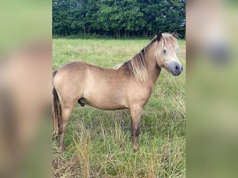 Classic Pony Stallion 1 year Buckskin in Lingen