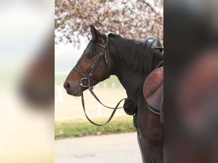 Classic Pony Mix Stallion 6 years 14.1 hh Bay-Dark in Zagreb