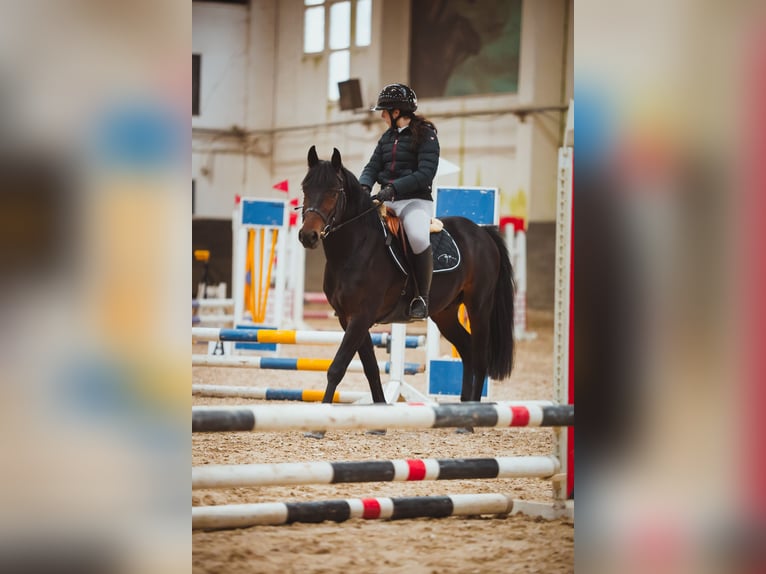 Classic Pony Mix Stallion 6 years 14.1 hh Bay-Dark in Zagreb
