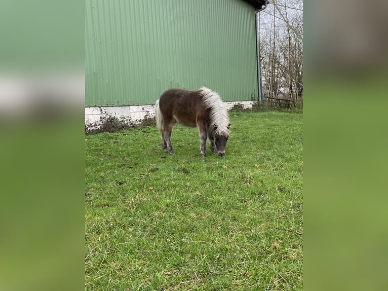 Classic Pony Stallion  10,2 hh in Poxdorf