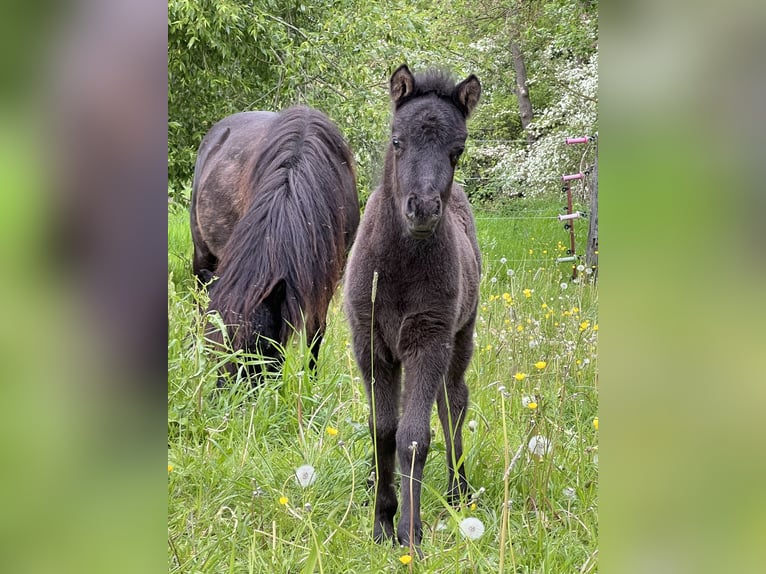 Classic Pony Stallion Foal (05/2025) 10,2 hh Black in GrimmenGrimmen