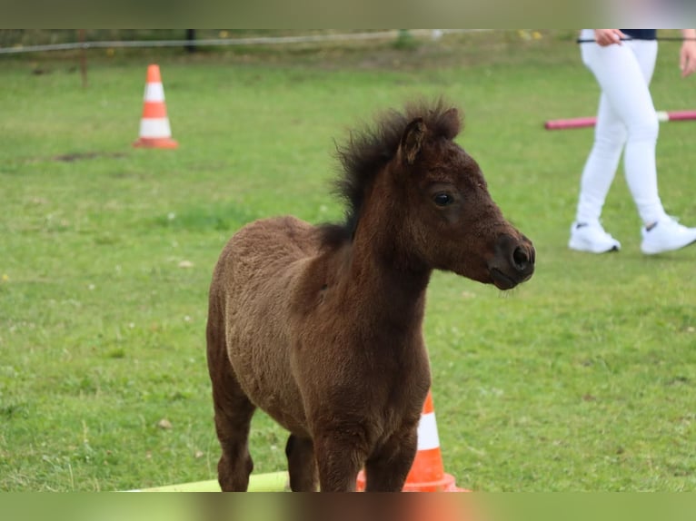 Classic Pony Stallion Foal (05/2025) 10,2 hh Black in GrimmenGrimmen