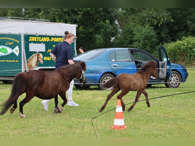 Classic Pony Stallion Foal (05/2025) 10,2 hh Black in GrimmenGrimmen