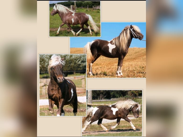 Classic Pony Stallion Foal (05/2025) 10,2 hh Black in GrimmenGrimmen