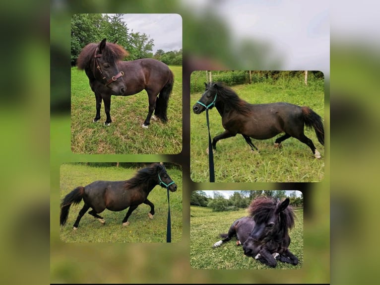 Classic Pony Stallion Foal (05/2025) 10,2 hh Black in GrimmenGrimmen