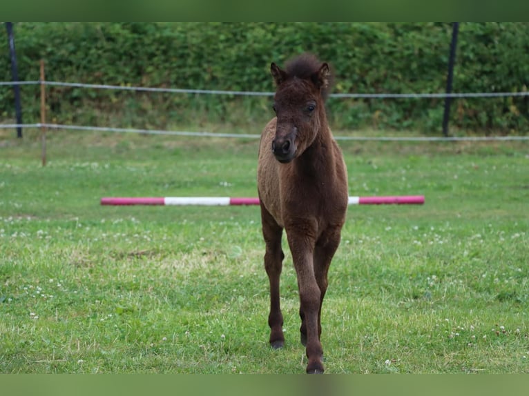 Classic Pony Stallion Foal (05/2025) 10,2 hh Black in GrimmenGrimmen