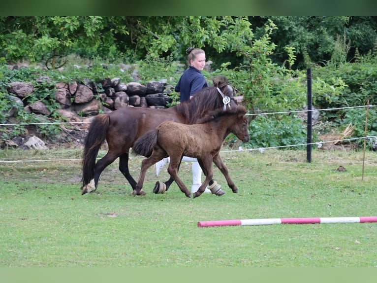 Classic Pony Stallion Foal (05/2025) 10,2 hh Black in GrimmenGrimmen