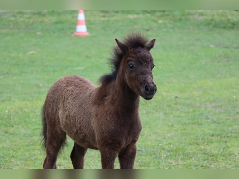 Classic Pony Stallion Foal (05/2025) 10,2 hh Black in GrimmenGrimmen