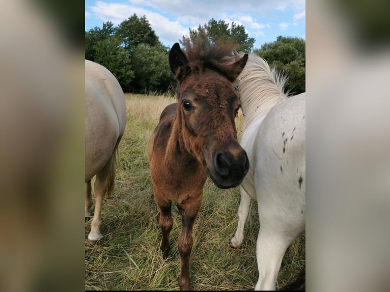 Classic Pony Stallion Foal (05/2025) 10,2 hh Black in GrimmenGrimmen