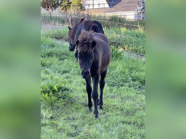 Classic Pony Stallion Foal (05/2025) 10,2 hh Black in GrimmenGrimmen