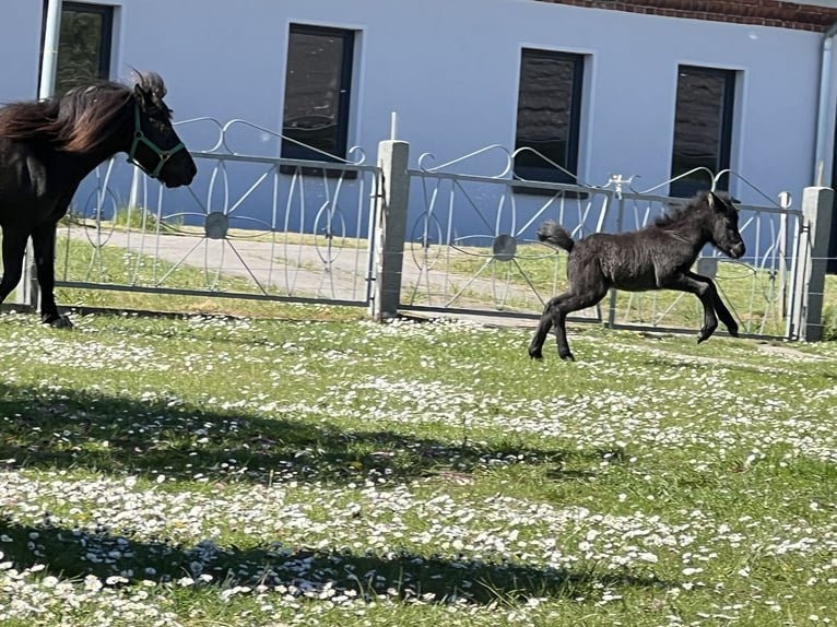Classic Pony Stallion Foal (05/2025) 10,2 hh Black in GrimmenGrimmen