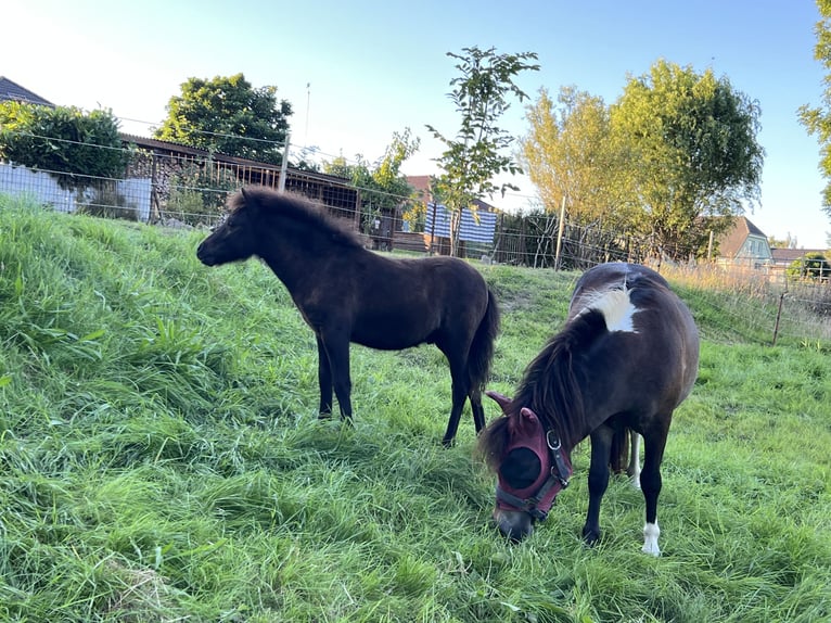 Classic Pony Stallion Foal (05/2025) 10,2 hh Black in GrimmenGrimmen