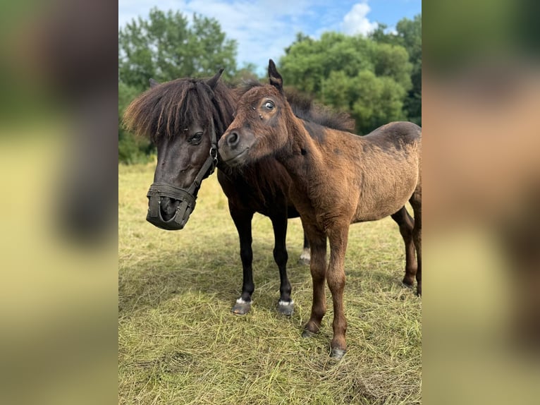 Classic Pony Stallion Foal (05/2025) 10,2 hh Black in GrimmenGrimmen