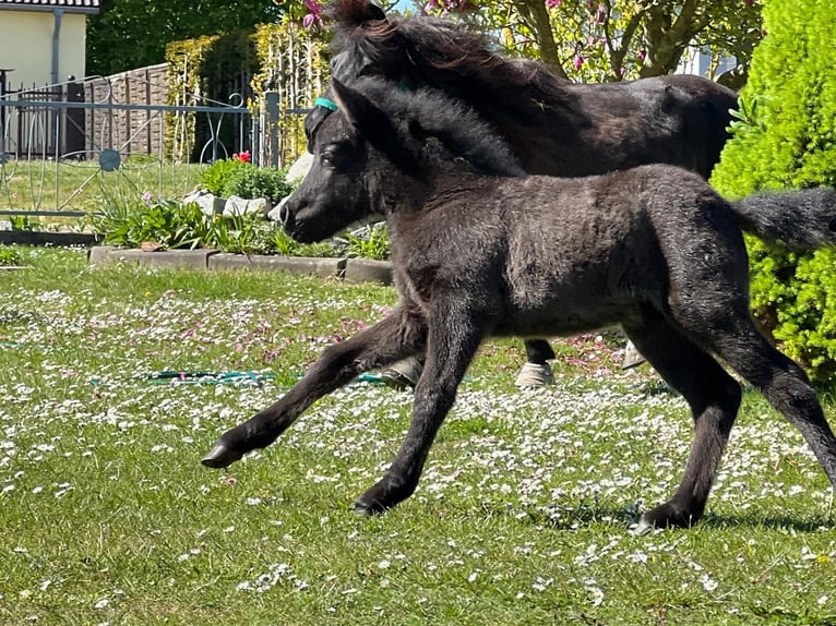 Classic Pony Stallion  10,2 hh Black in Grimmen