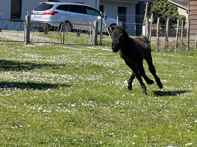 Classic Pony Stallion  10,2 hh Black in Grimmen