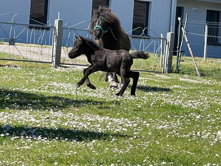 Classic Pony Stallion  10,2 hh Black in Grimmen