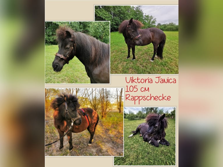 Classic Pony Stallion  10,2 hh Black in Grimmen