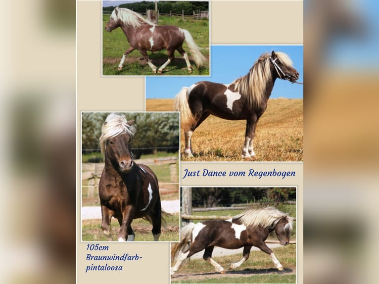 Classic Pony Stallion  10,2 hh Black in Grimmen