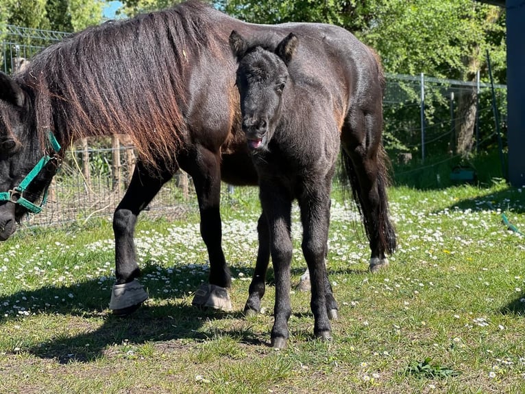 Classic Pony Stallion  10,2 hh Black in Grimmen