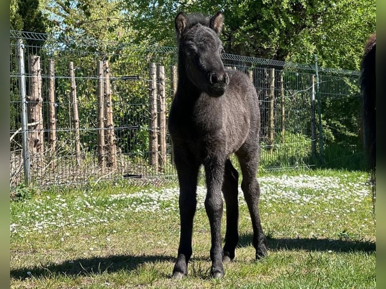 Classic Pony Stallion  10,2 hh Black in Grimmen