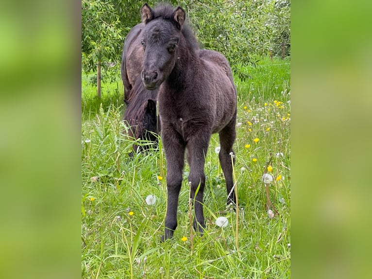 Classic Pony Stallion  10,2 hh Leopard-Piebald in Grimmen