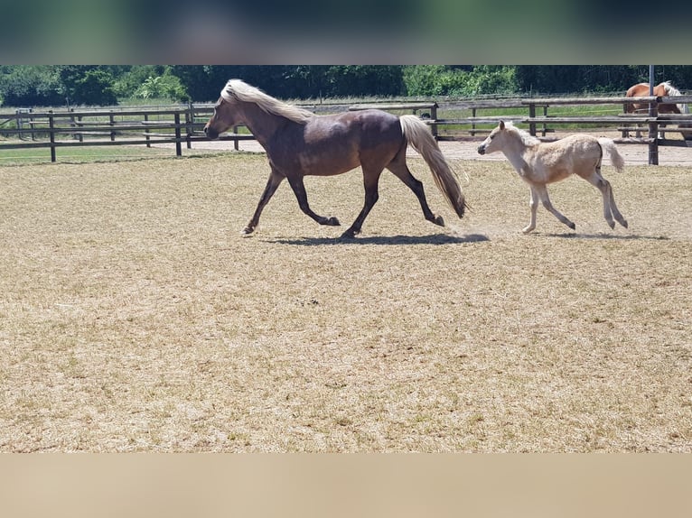 Classic Pony Stallion Foal (07/2025) 11 hh Chestnut in Aitrang