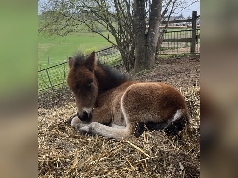 Classic Pony Mix Stallion Foal (04/2026) 9.2 hh  in Geroldsgrün
