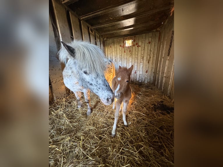 Classic Pony Mix Stallion Foal (04/2026) 9.2 hh Leopard-Piebald in Geroldsgrün