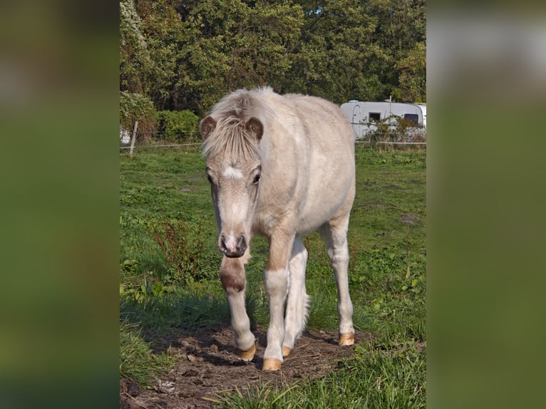 Classic Pony Stallion Foal (05/2025) Buckskin in Heringsdorf