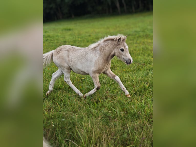 Classic Pony Stallion Foal (05/2025) Buckskin in Heringsdorf