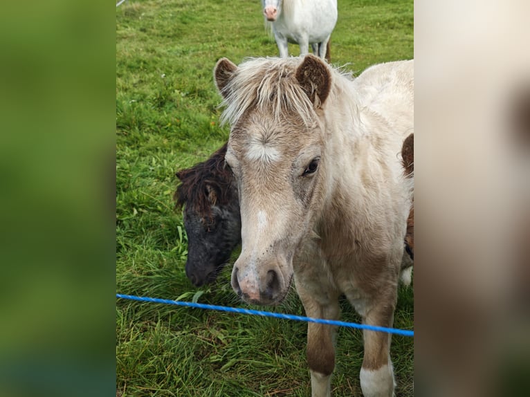 Classic Pony Stallion Foal (05/2025) Buckskin in Heringsdorf