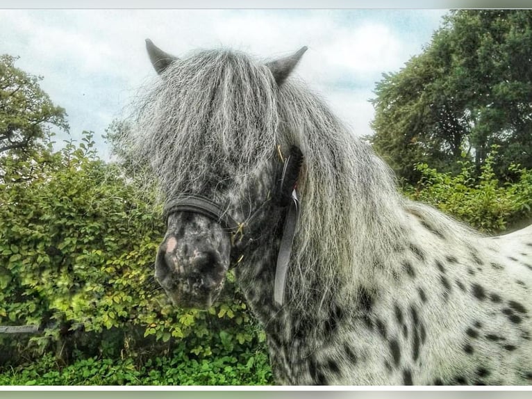 Classic Pony Stallion Leopard-Piebald in Sulzberg