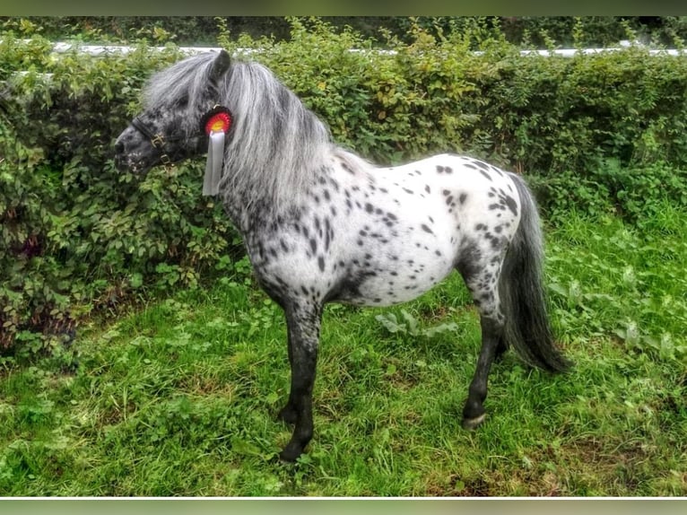 Classic Pony Stallion Leopard-Piebald in Sulzberg