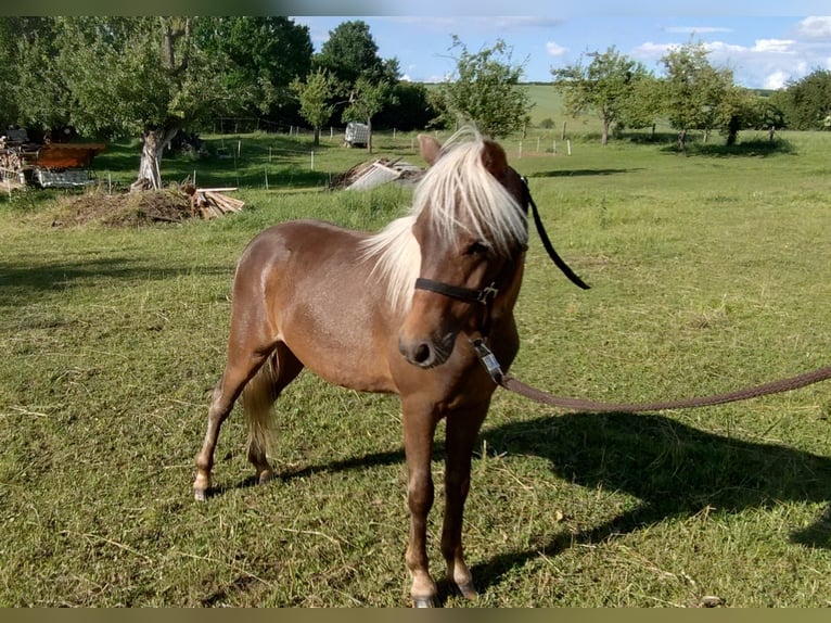 Classic Pony Stallone 1 Anno 110 cm  in Nessetal