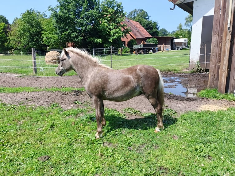 Classic Pony Stallone 1 Anno in Bohmte