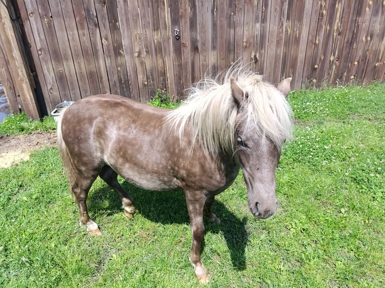 Classic Pony Stallone 1 Anno in Bohmte