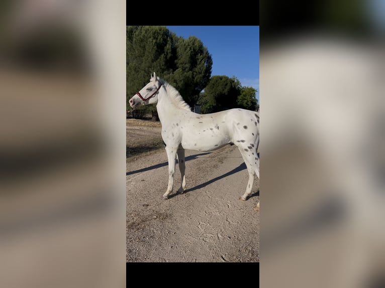 Classic Pony Stallone 2 Anni 137 cm Leopard in Badajoz