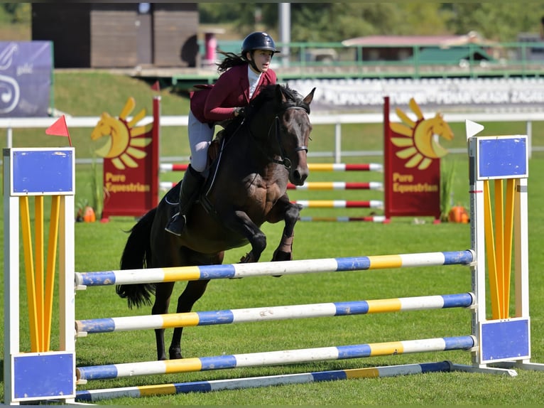 Classic Pony Mix Stallone 6 Anni 147 cm Baio scuro in Zagreb