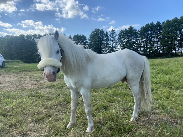 Classic Pony Stallone 8 Anni 110 cm Grigio in Grimma