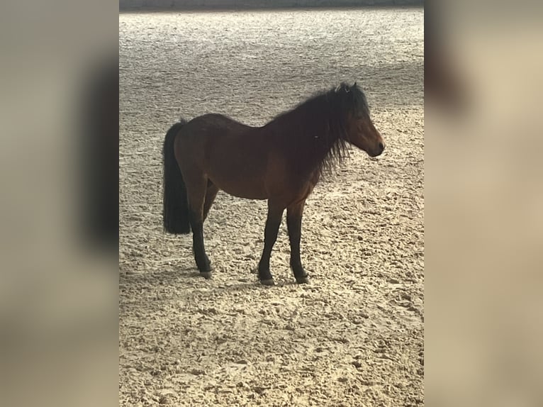 Classic Pony Mix Stallone Puledri (04/2026) 100 cm Leopard in Geroldsgrün