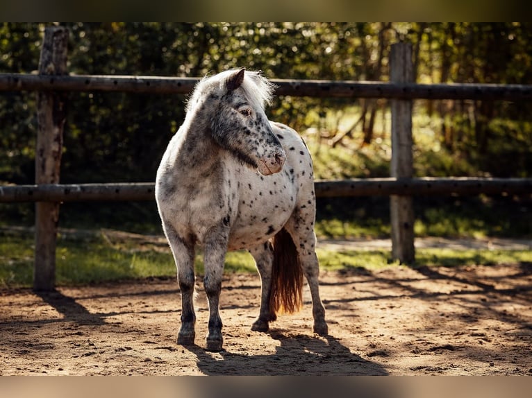 Classic Pony Mix Stallone Puledri (04/2026) 100 cm Leopard in Geroldsgrün